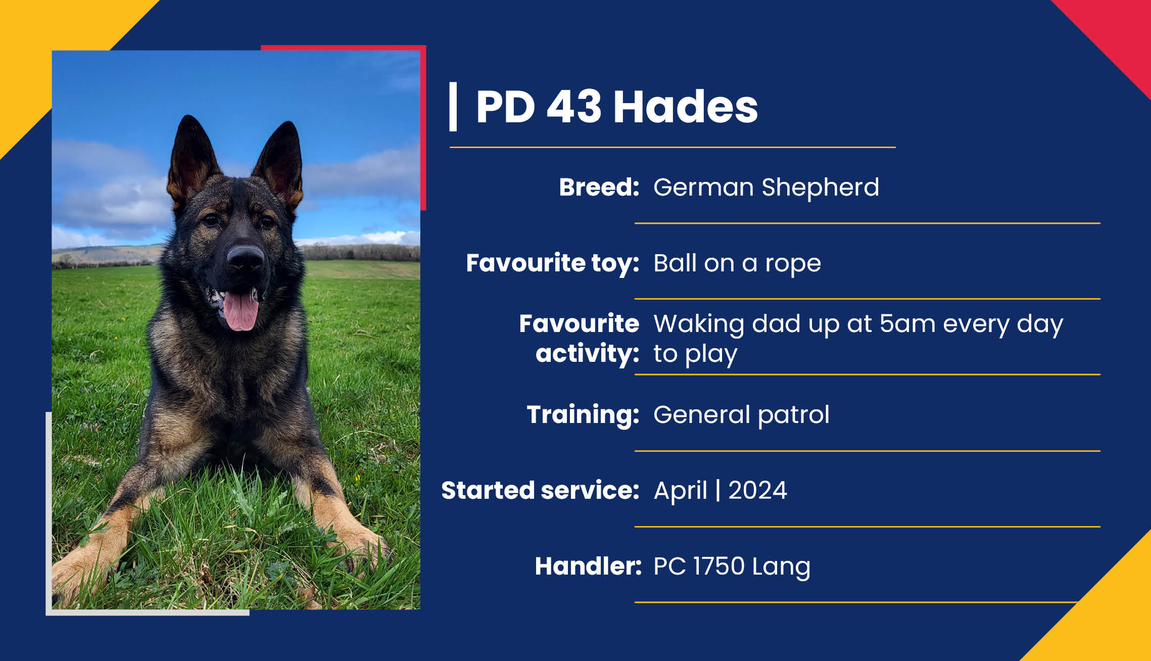 2752_01_Meet_Our_Police_Dogs_Eng_PD43_Hades.jpg