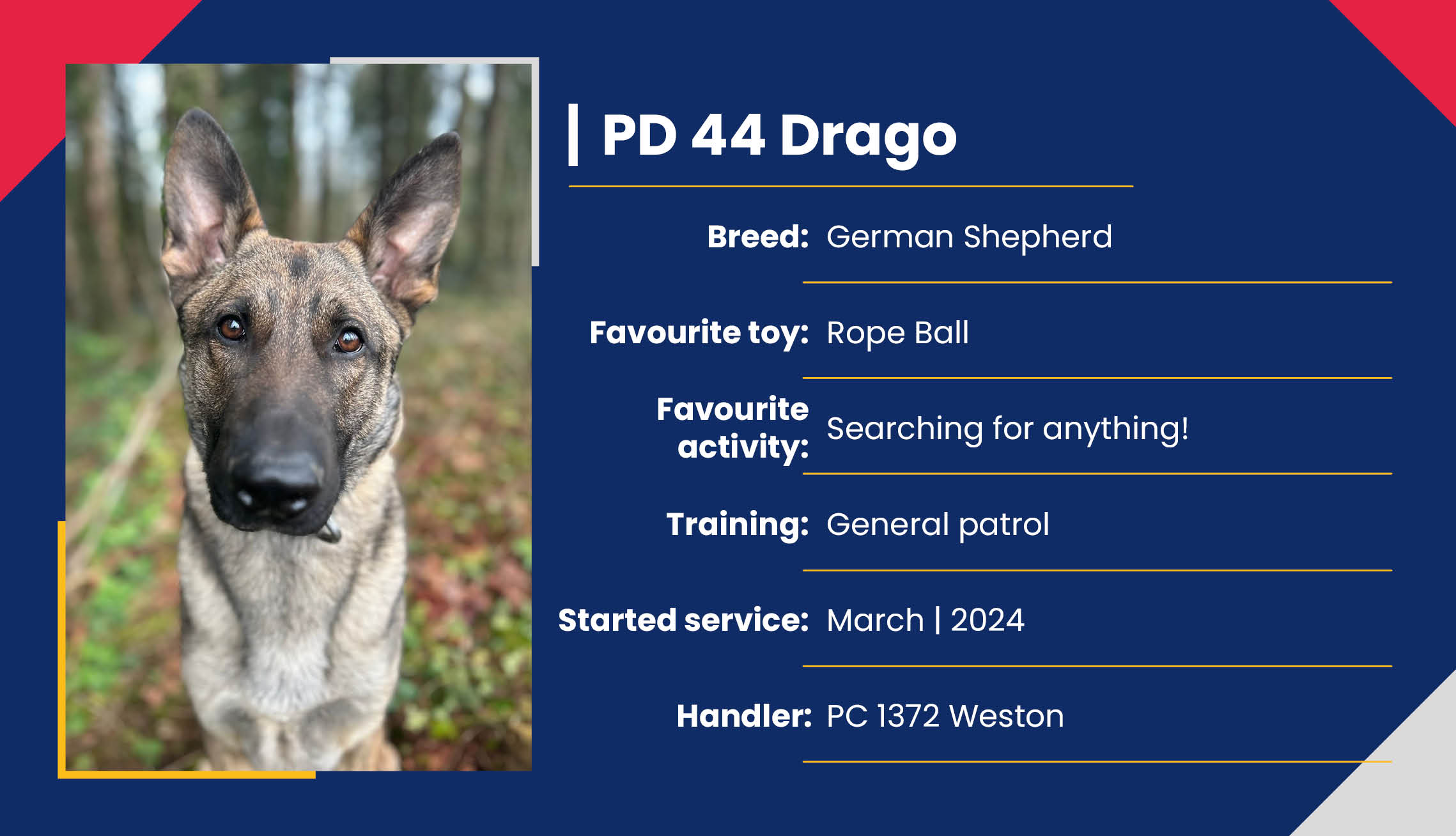 2752_01_Meet_Our_Police_Dogs_Eng_PD44_Drago.jpg