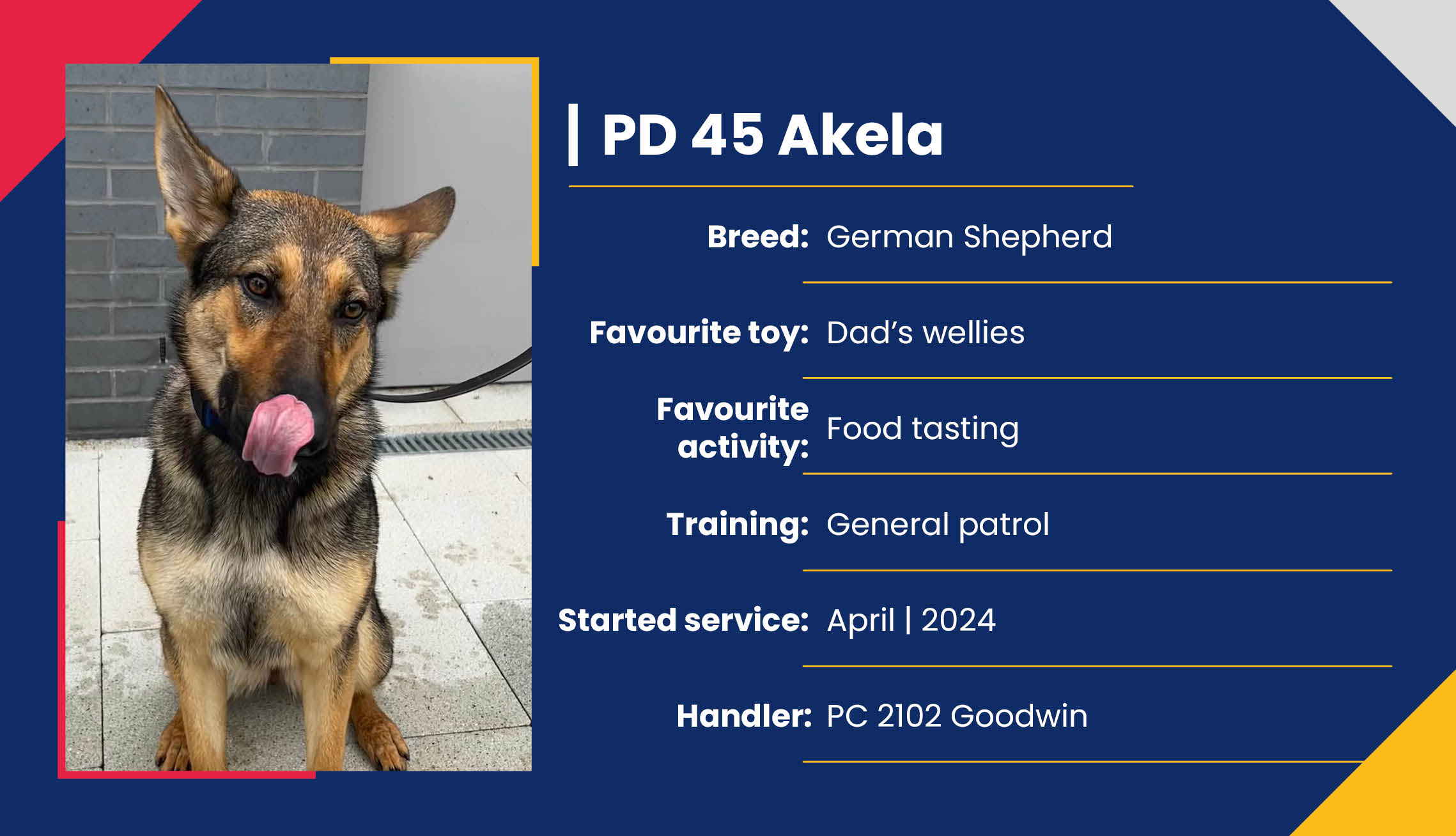 2752_01_Meet_Our_Police_Dogs_Eng_PD45_Akela.jpg