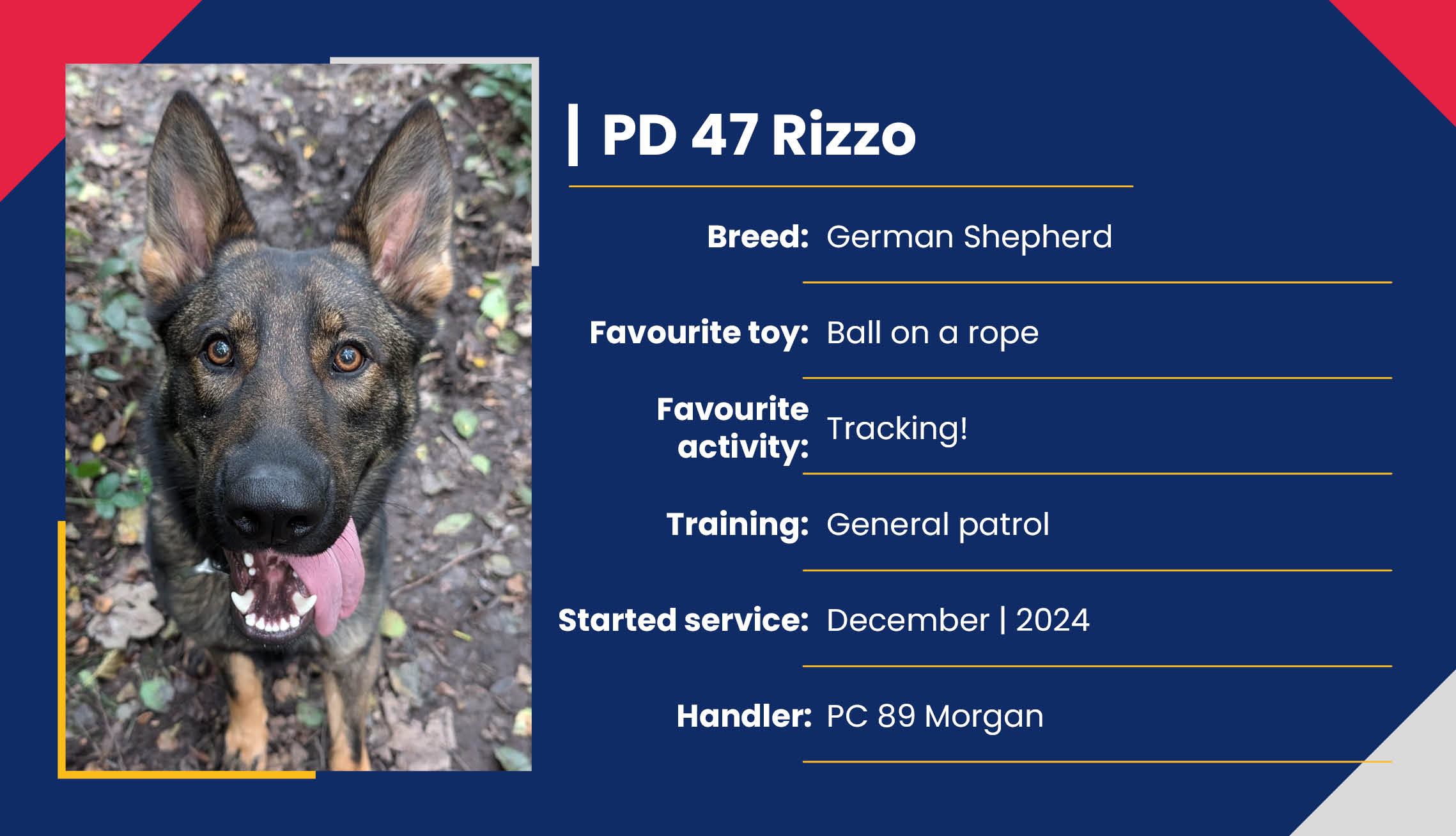 2752_01_Meet_Our_Police_Dogs_Eng_PD47_Rizzo.jpg