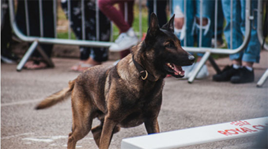Meet our Police Dogs