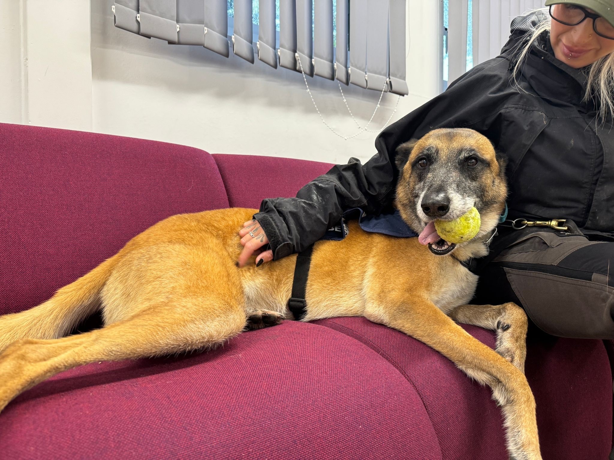 Carter the welfare dog was on hand to assist the exercise.jpg