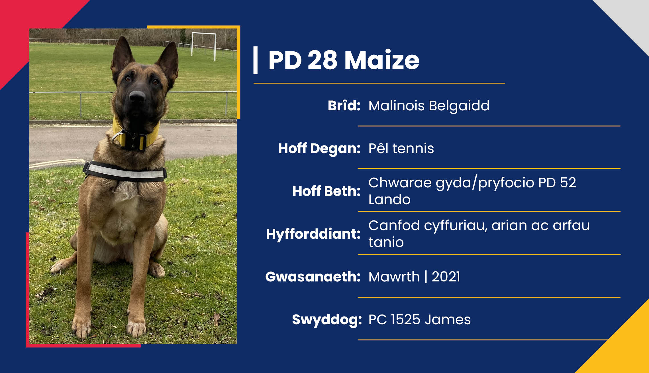 2752_01_Meet_Our_Police_Dogs_Cym_PD28_Maize.jpg