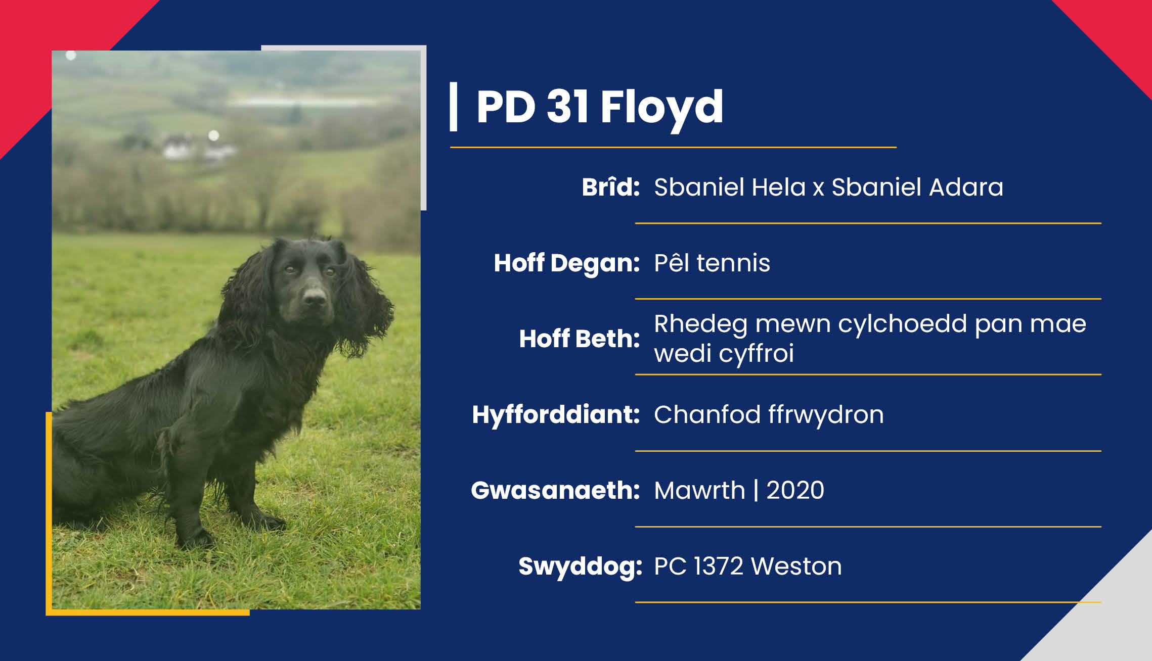 2752_01_Meet_Our_Police_Dogs_Cym_PD31_Floyd.jpg