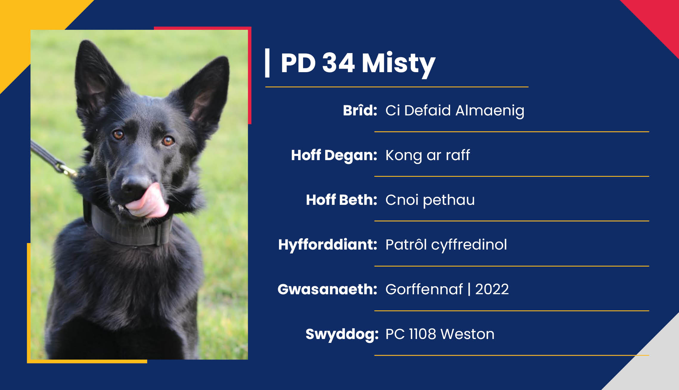 2752_01_Meet_Our_Police_Dogs_Cym_PD34_Misty.jpg