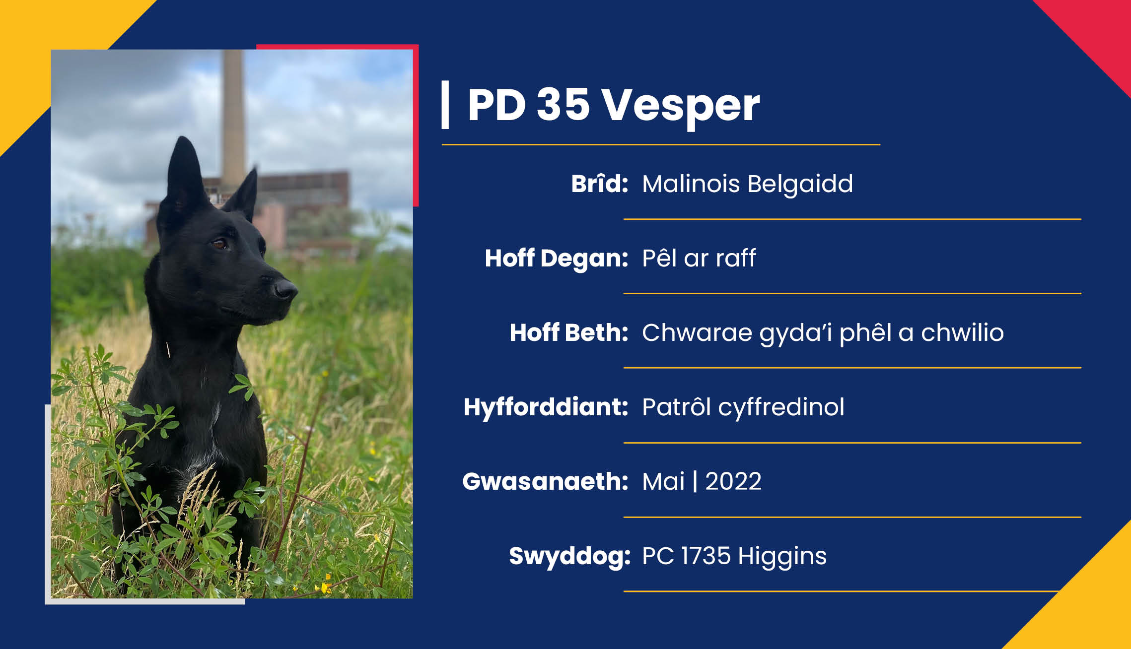 2752_01_Meet_Our_Police_Dogs_Cym_PD35_Vesper.jpg