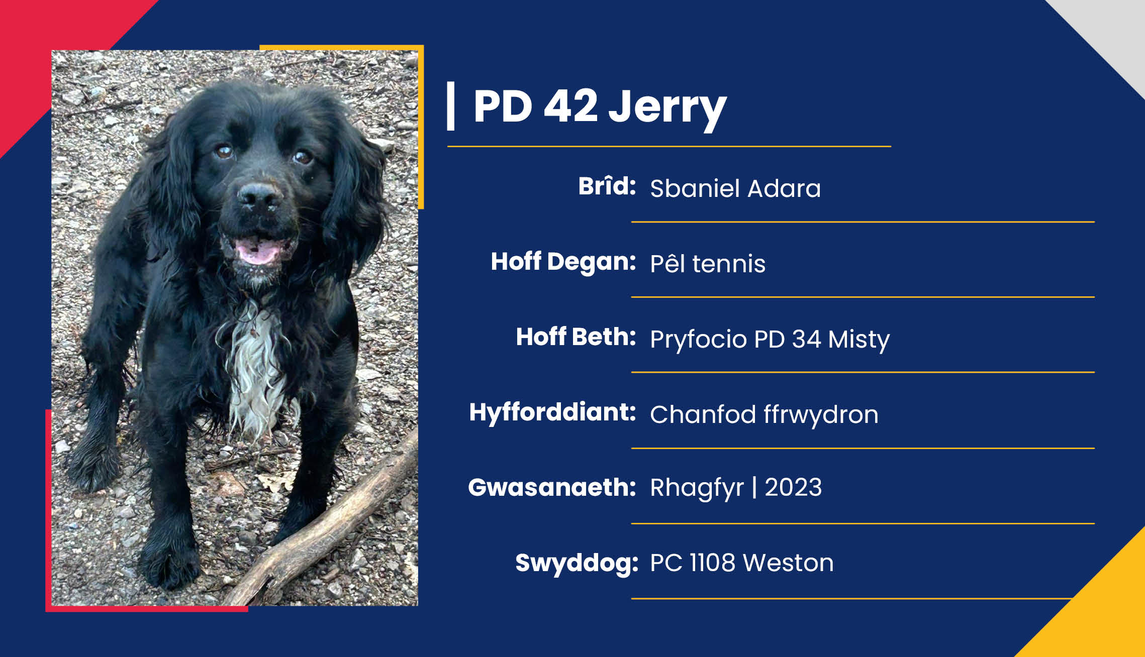 2752_01_Meet_Our_Police_Dogs_Cym_PD42_Jerry.jpg