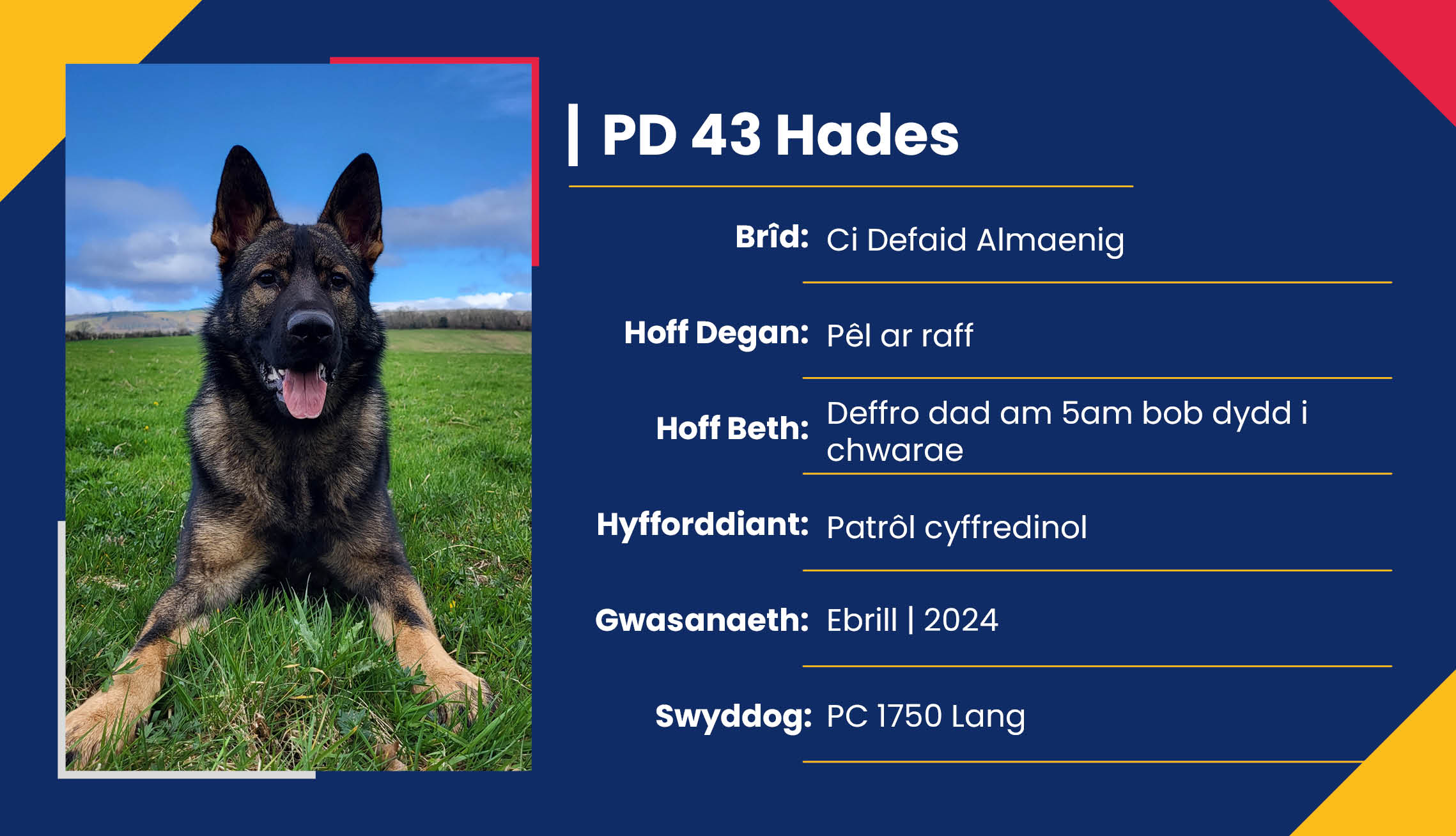 2752_01_Meet_Our_Police_Dogs_Cym_PD43_Hades.jpg