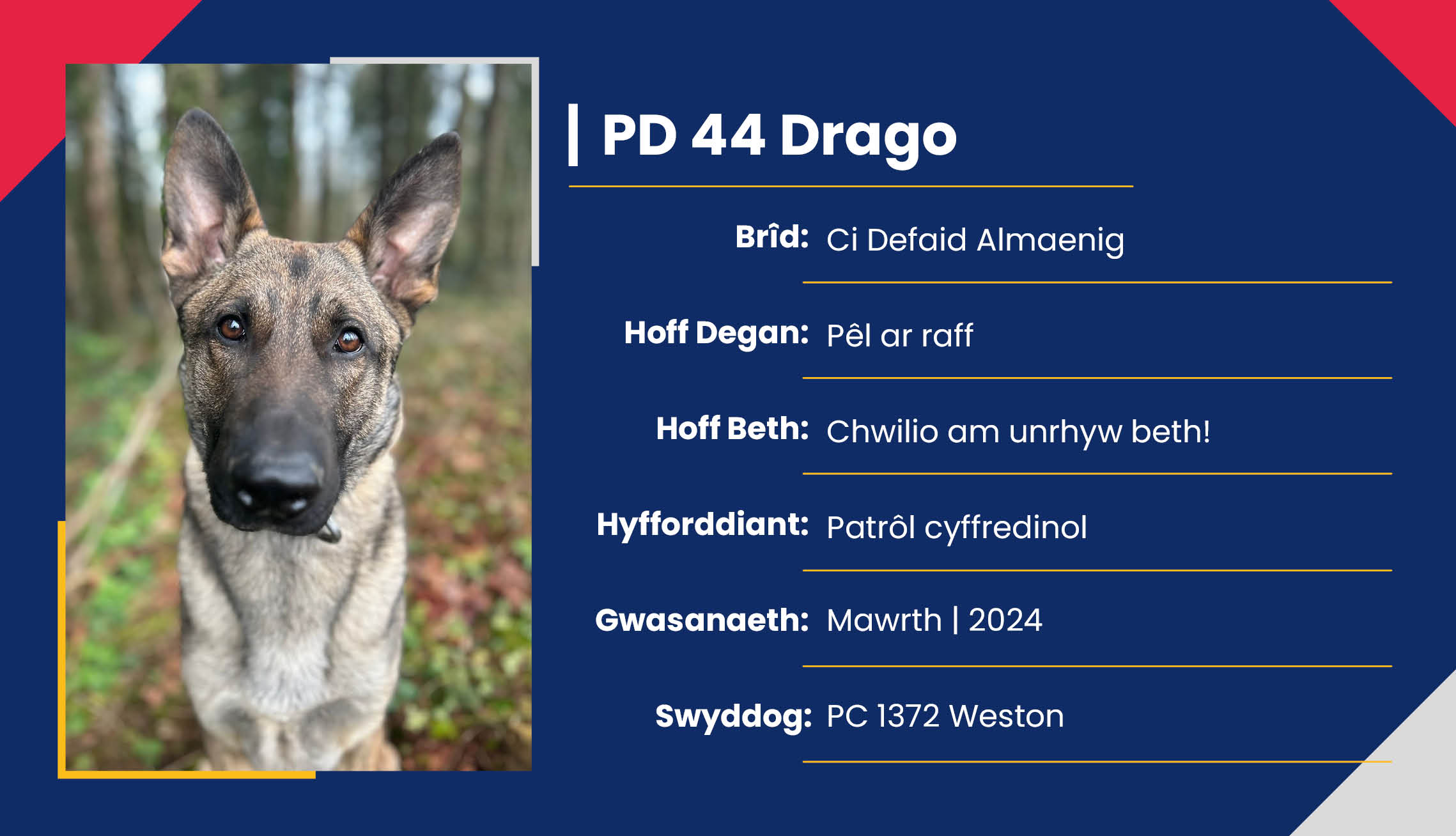2752_01_Meet_Our_Police_Dogs_Cym_PD44_Drago.jpg