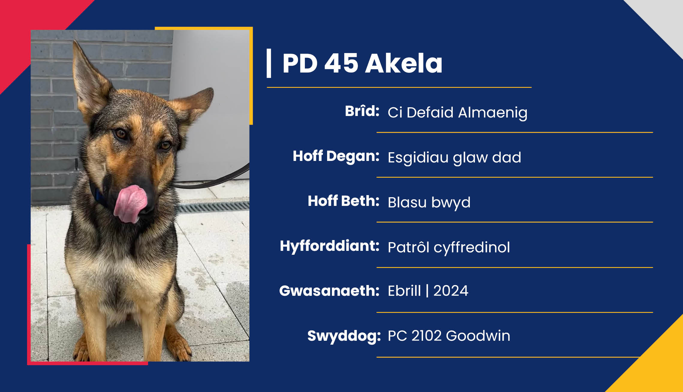 2752_01_Meet_Our_Police_Dogs_Cym_PD45_Akela.jpg