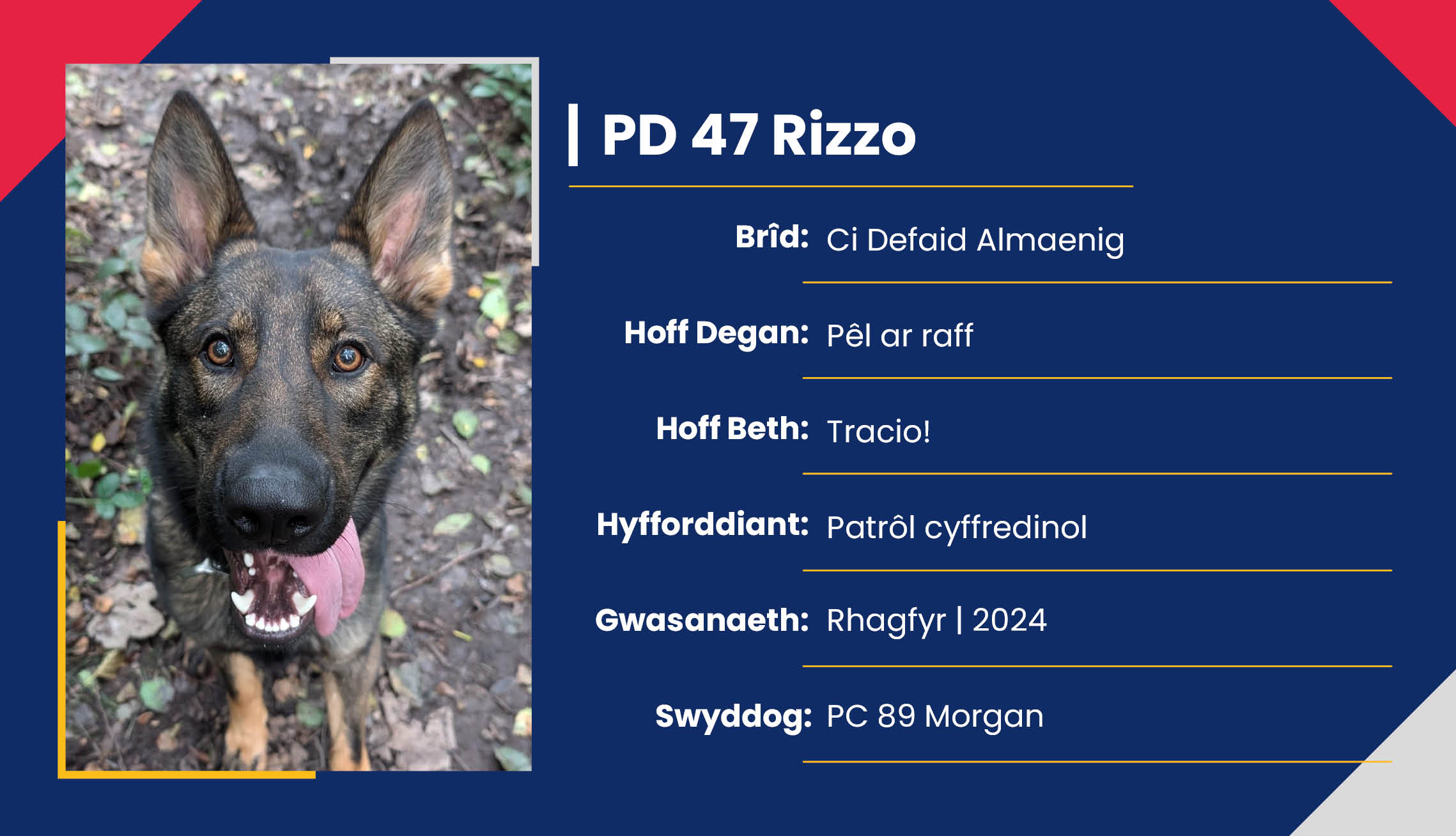 2752_01_Meet_Our_Police_Dogs_Cym_PD47_Rizzo.jpg