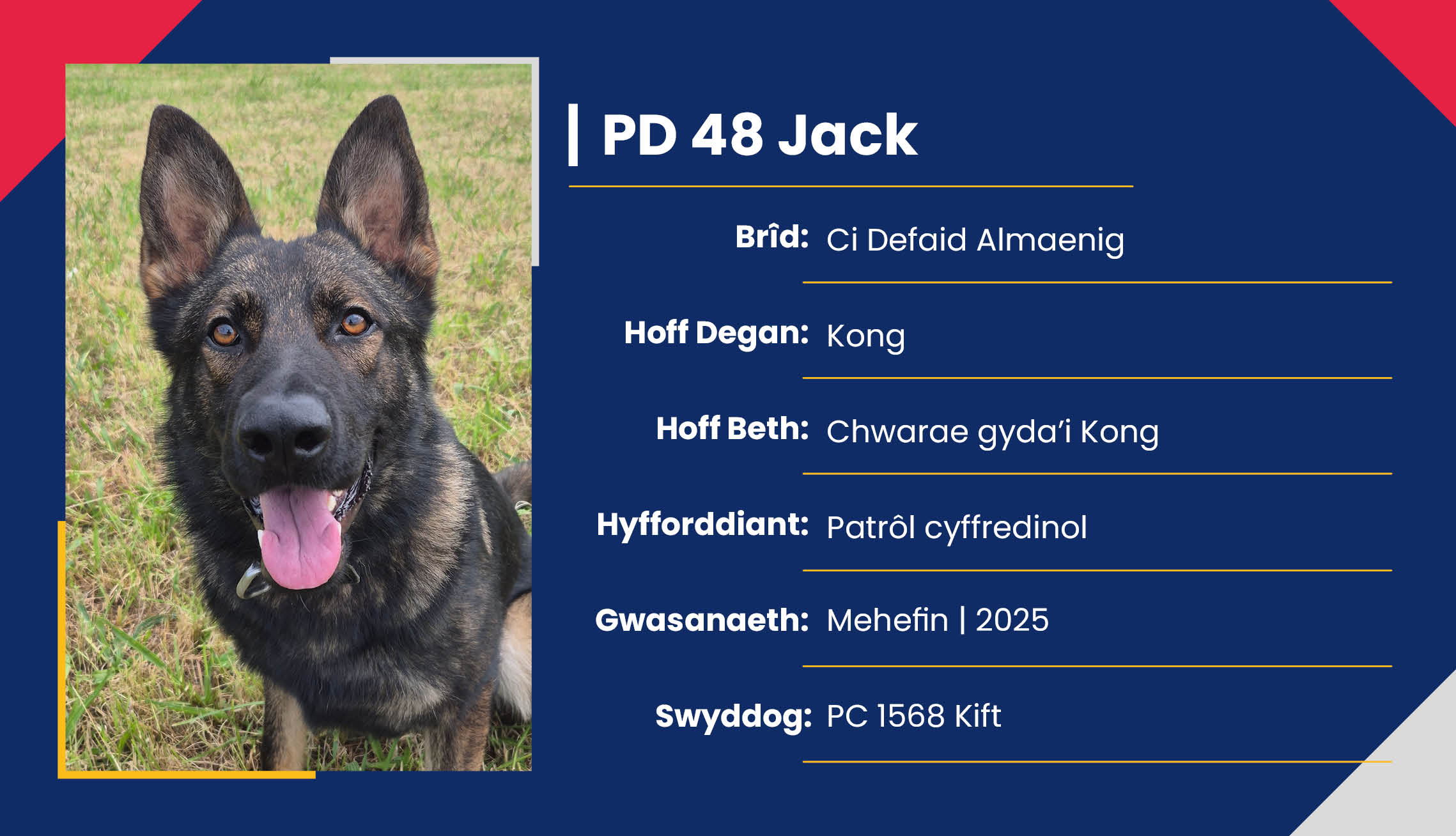 2752_01_Meet_Our_Police_Dogs_Cym_PD48_Jack.jpg