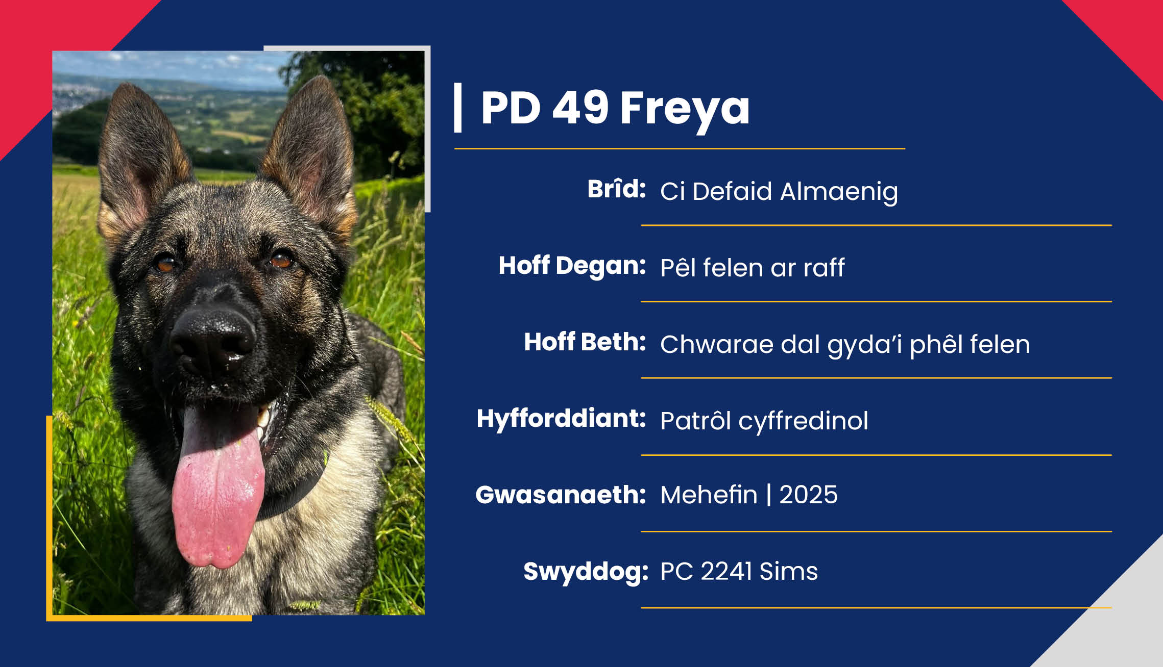 2752_01_Meet_Our_Police_Dogs_Cym_PD49_Freya.jpg