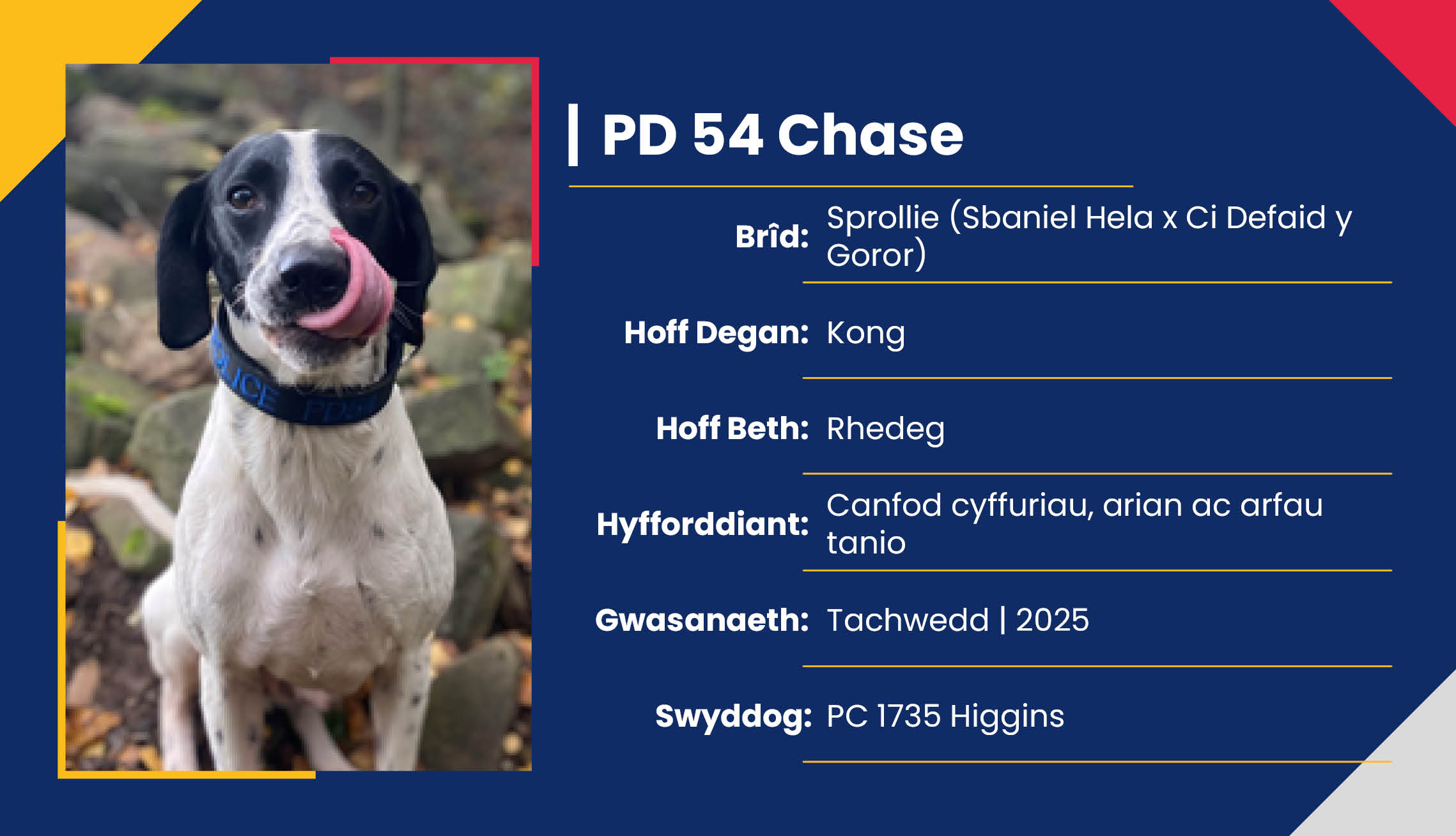 2752_01_Meet_Our_Police_Dogs_Cym_PD54_Chase.jpg