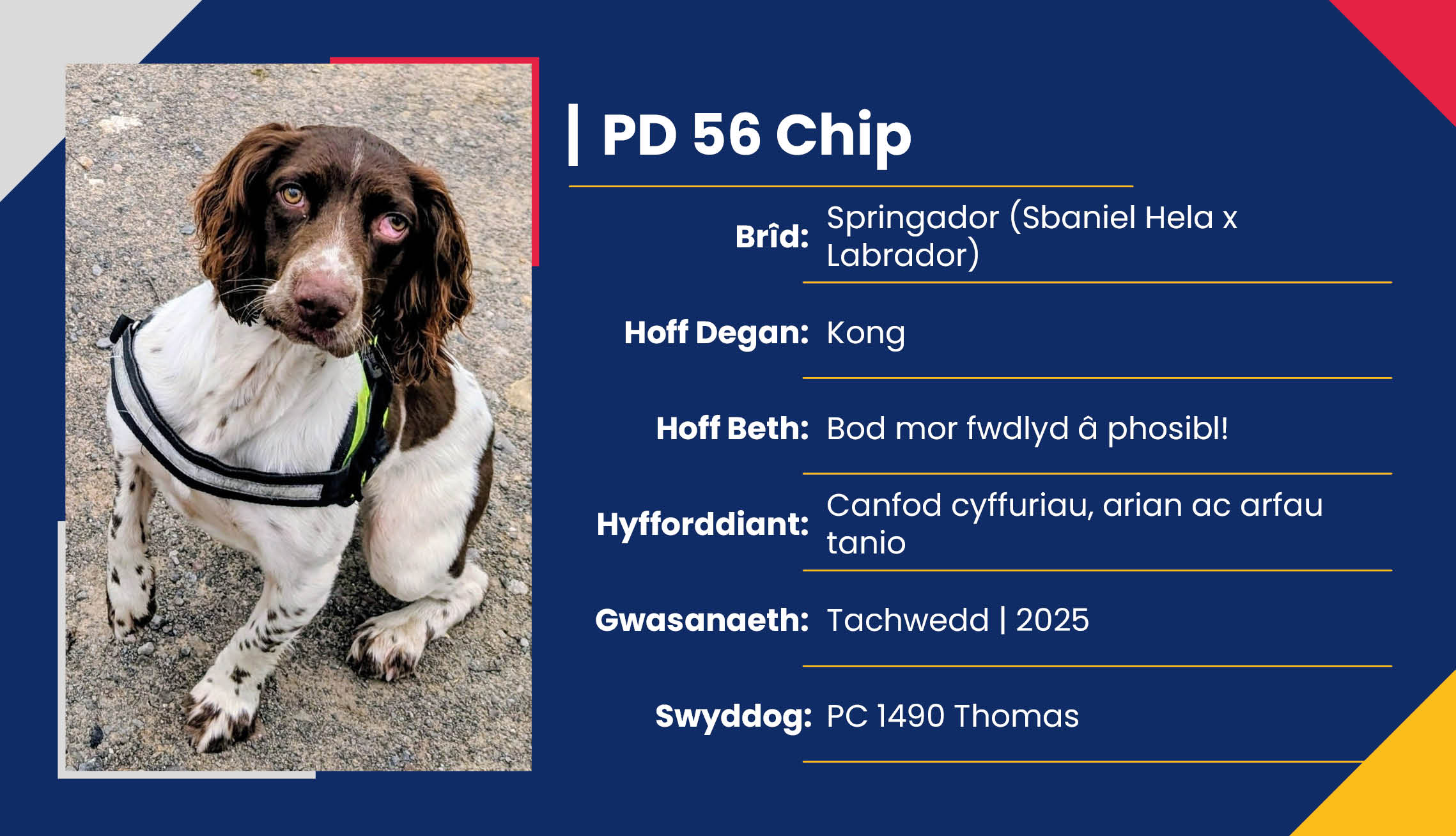 2752_01_Meet_Our_Police_Dogs_Cym_PD56_Chip.jpg