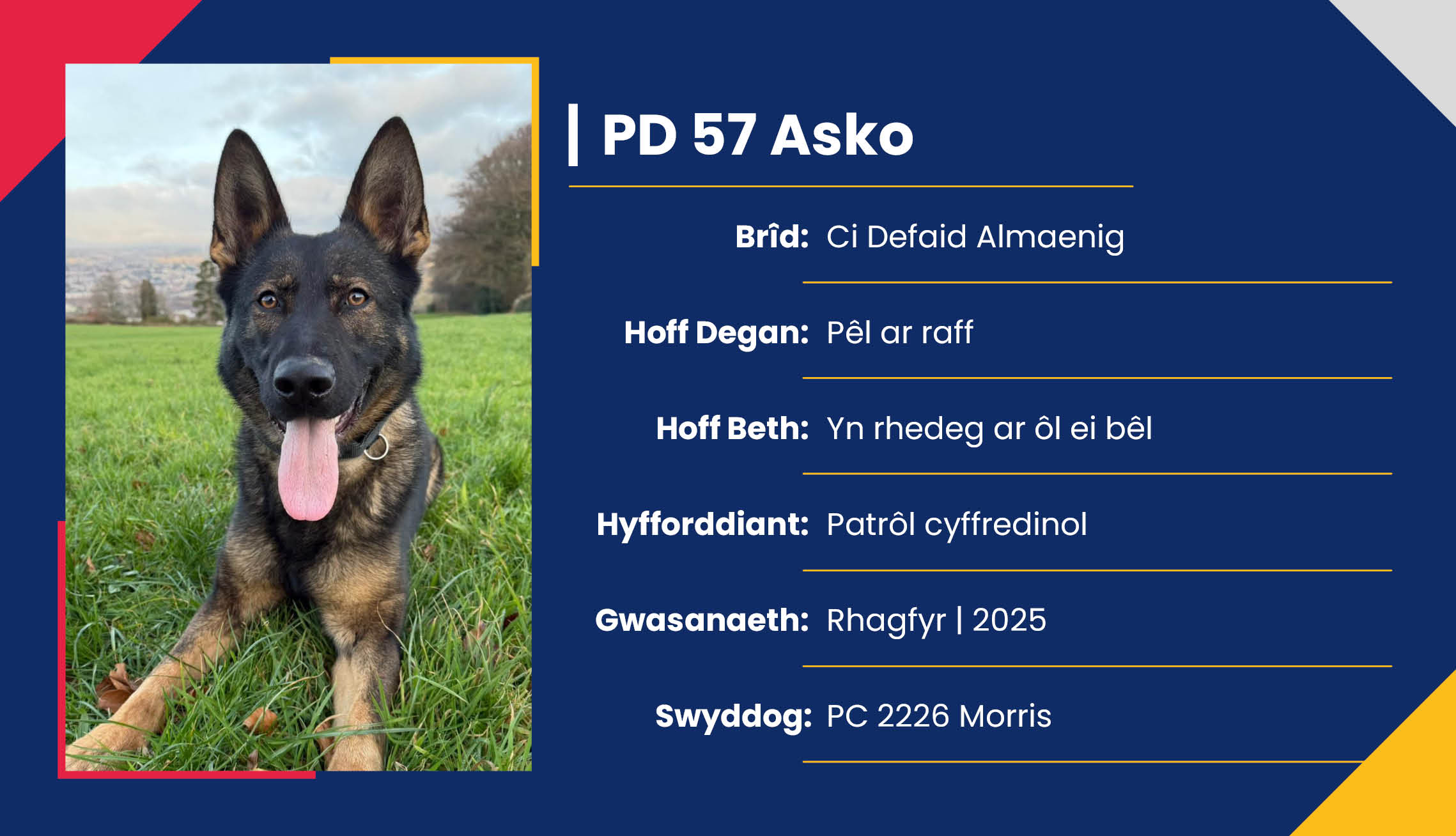 2752_01_Meet_Our_Police_Dogs_Cym_PD57_Asko.jpg