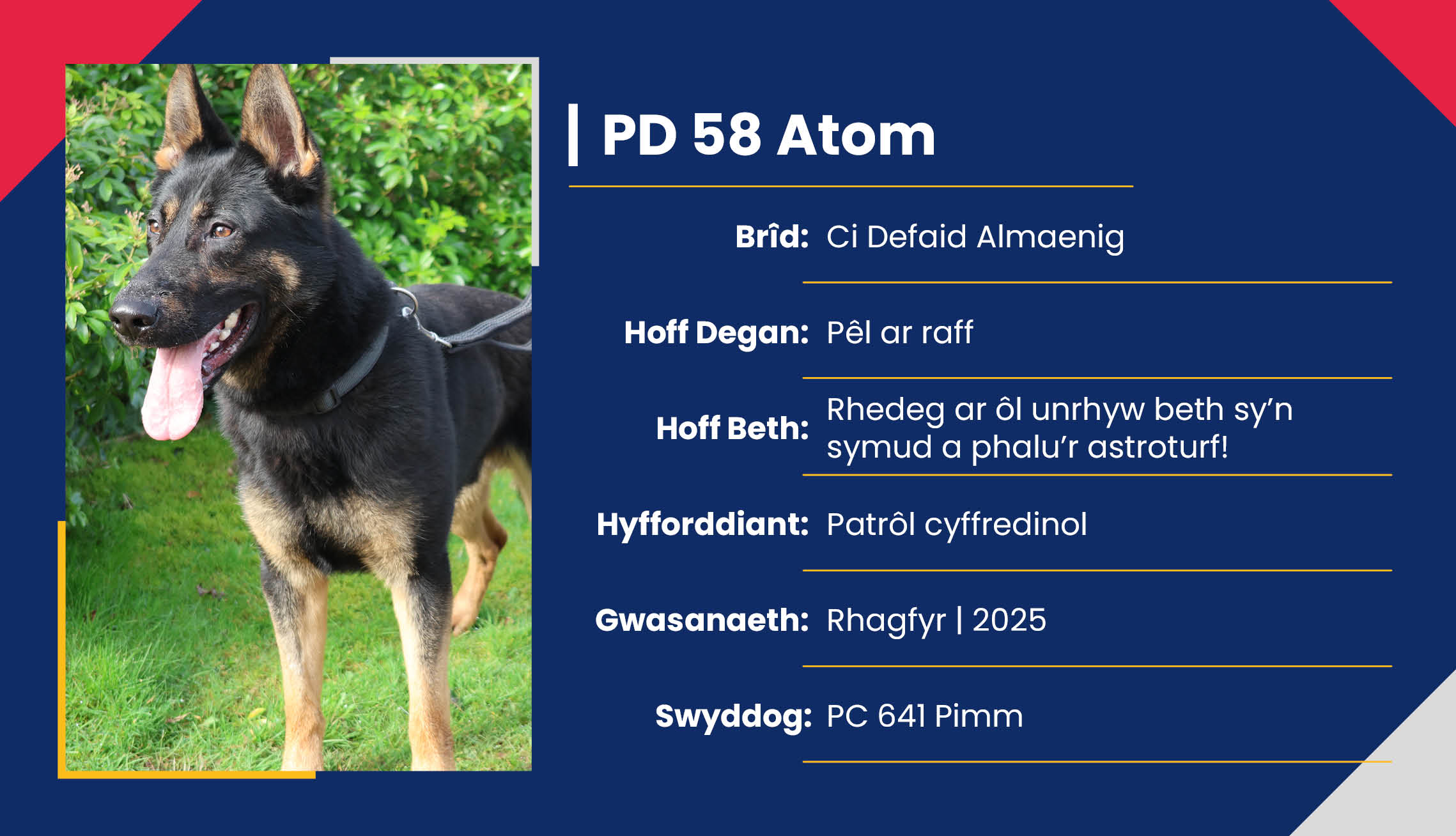 2752_01_Meet_Our_Police_Dogs_Cym_PD58_Atom.jpg