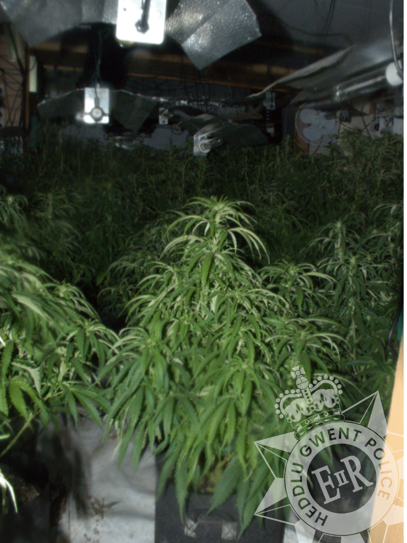 Cannabis cultivation in Pontnewydd March 2023.png